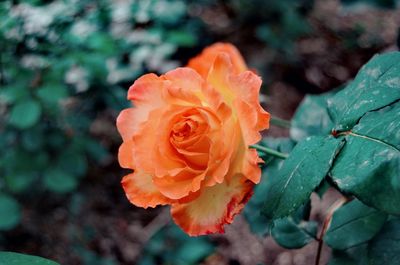 Close-up of rose plant