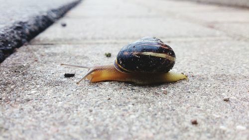 Close-up of snail