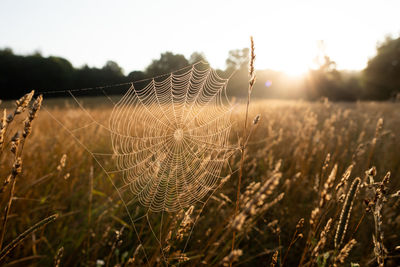 Close-up of spider web on field