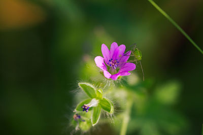 Close-up of purple flowering plant