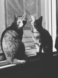 Portrait of cat sitting by window at home