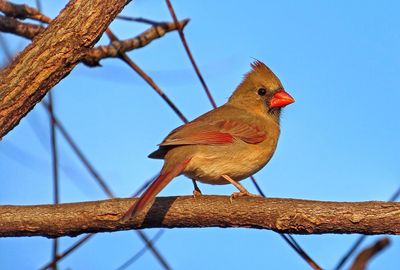 Low angle view of female cardinal perching on branch against sky