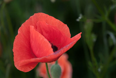 Close-up of red flower