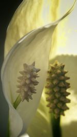 Close-up of flowers