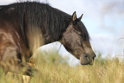 Strong horse portrait