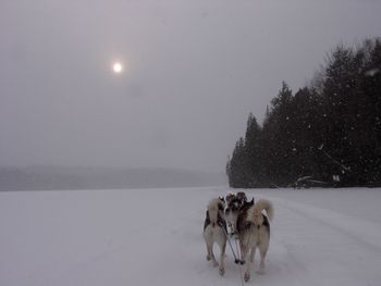 Dogsledding on snowy field against sky during winter