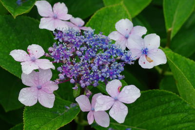 Close-up of purple flowering plants