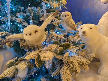 Close-up of stuffed toy on tree