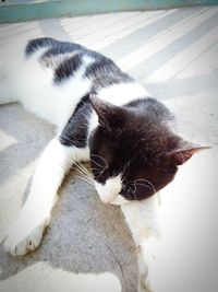 Cat looking away