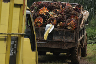 View of vegetables in basket on field