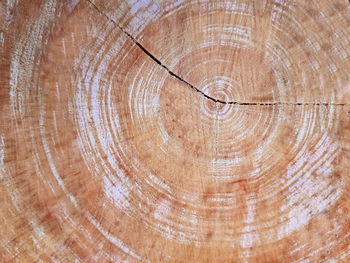 tree ring