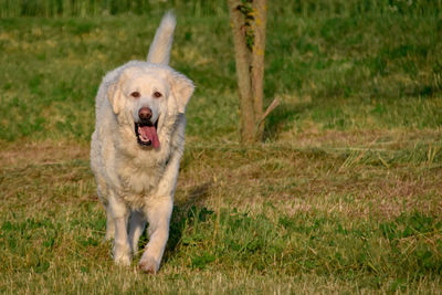 View of dog running on field