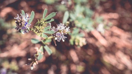 Close-up of flowering plant in field