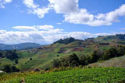 Scenic view of agricultural field against sky