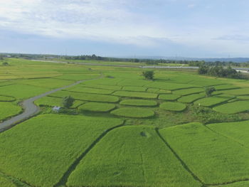 Scenic view of agricultural field against sky