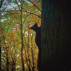 Trees in the forest