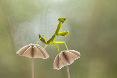 All about story of mantis life