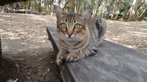 Portrait of cat sitting outdoors