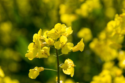 Close-up of yellow flowers blooming