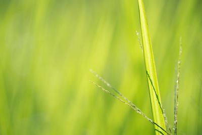 Close-up of wet grass