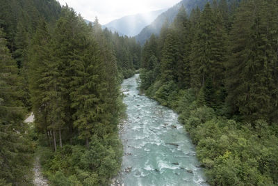 Scenic view of forest