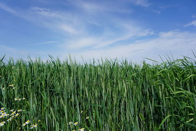 Crops growing on field against sky