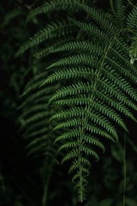 Close-up of fern leaves