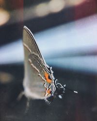 Close-up of butterfly on tree trunk