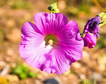 Close-up of purple flowering plant