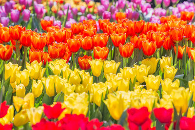 Close-up of multi colored tulips farm