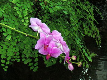 Close-up of pink flower