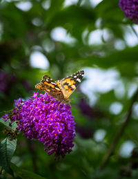 Close-up of butterfly pollinating on purple flower