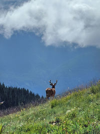 Deer on field against sky