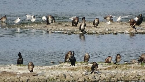 View of birds in water