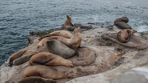 Sea lions lounge on the rocks at la jolla california