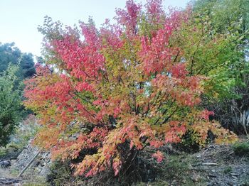 Low angle view of flowering tree in forest against sky