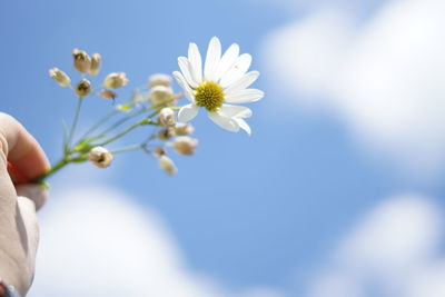 Person holding white flowering plant