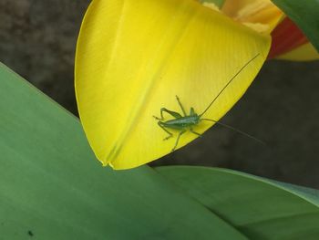 Close-up of insect on yellow flower