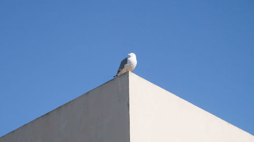 Low angle view of bird perching against clear blue sky