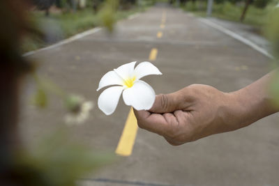 Close-up of hand holding white flower on road