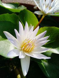 Close-up of white flower blooming outdoors