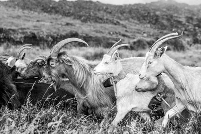 Group of goats on the field, in the mountains, azores islands.