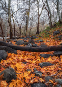Trees growing in forest during autumn