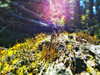 Trees in forest