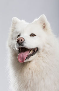 Close-up of a dog over white background