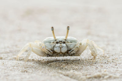 Litter white crab on sandy beach	
