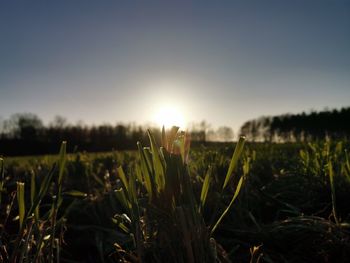 Close-up of plants growing on field against sky during sunset