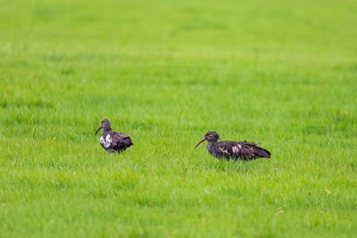 View of birds on grass