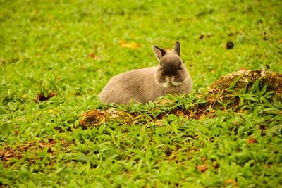 Close-up of sheep on field