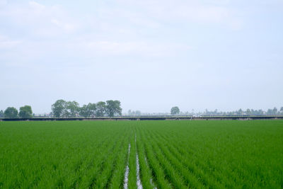 Scenic view of agricultural field against sky